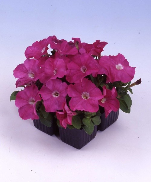 375.02 Petunia mf F1 dwarf Mambo pink